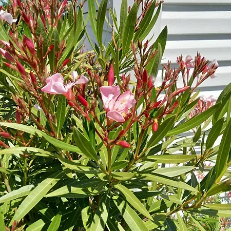 Ferme De Ussau Camping *