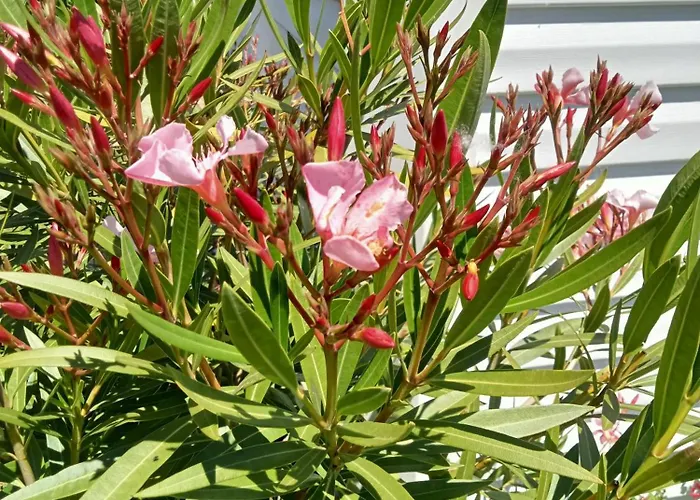 Ferme De Ussau Kemping *